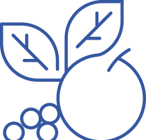 Illustration d&eacute;corative fruit